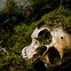 Image for article titled How To Identify The Long-Lost Corpse Of A Famous Historical Figure